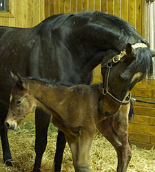 Rachel Alexandra'nın Durumu Ciddiyetini Koruyor