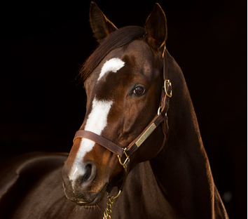 Rachel Alexandra'dan İyi Haberler